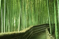 护士竞聘外科护士长演讲稿