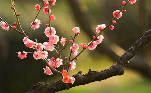 赞美梅花的诗句（精选120句）